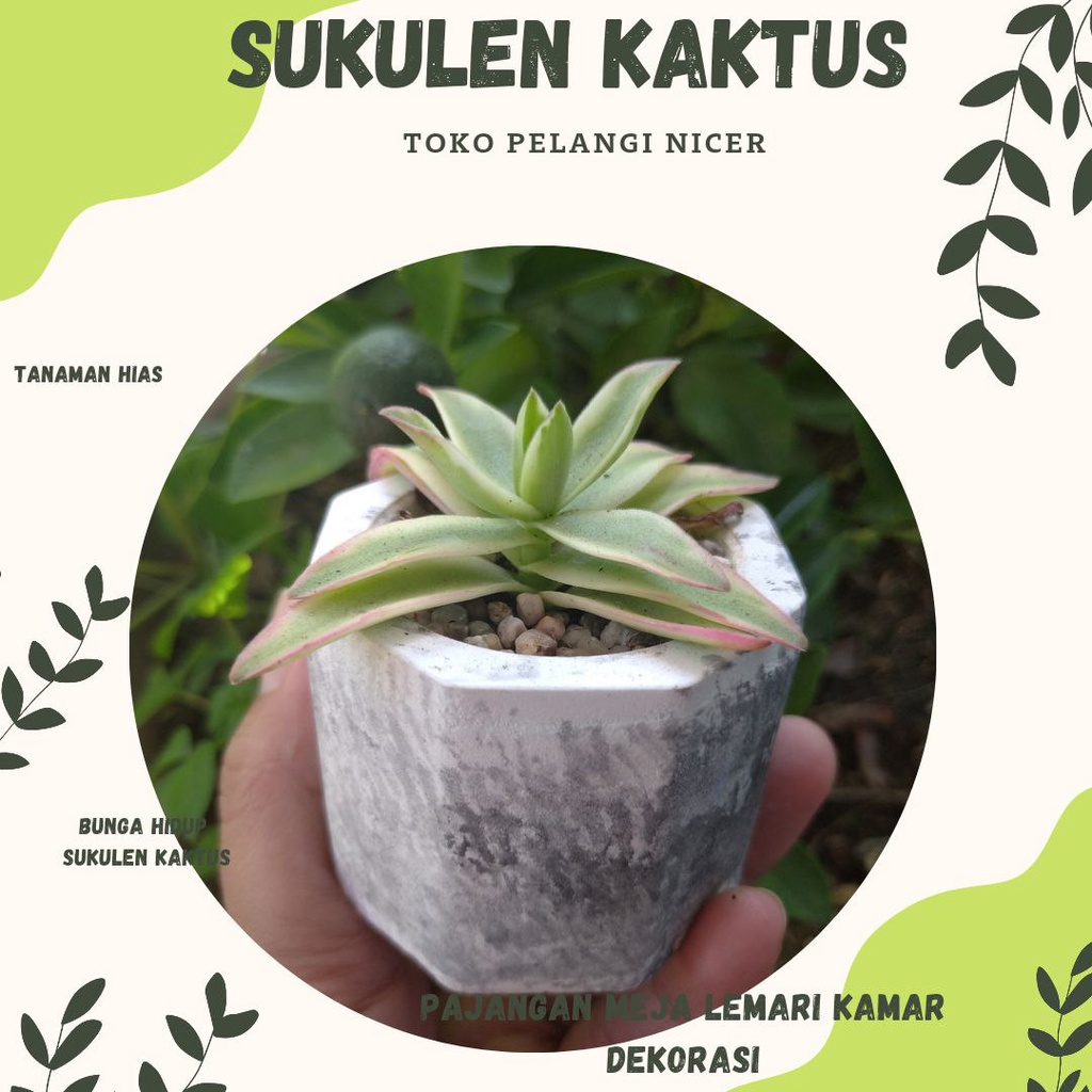 Kaktus Mini Sukulen Kaktus Murah Tanaman Hias Bunga Hidup Artificial Pot Poligon