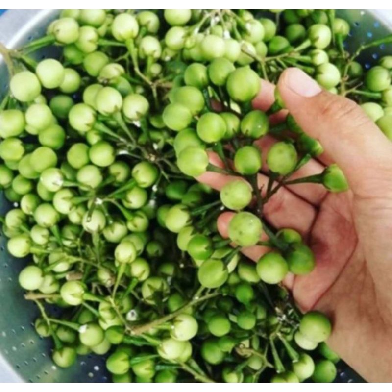 

Buah Cepokak Segar 500 gram petik langsung