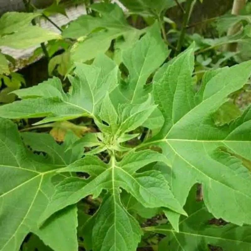 

Daun insulin segar termurah 500gram/petik sendiri/herbal