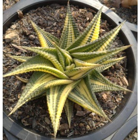 Sekulen haworthia limi var