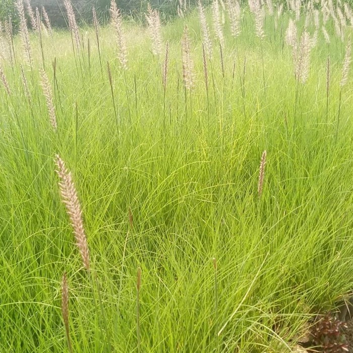 Tanaman hias ekor kuda | Tanaman hias ekor tupai, Tanaman buntut kuda