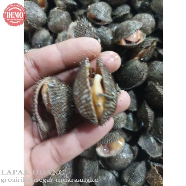 Kerang Bulu Hidup Seafood Kerang Segar