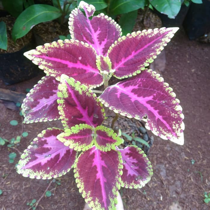 tanaman hias miana batik - miana