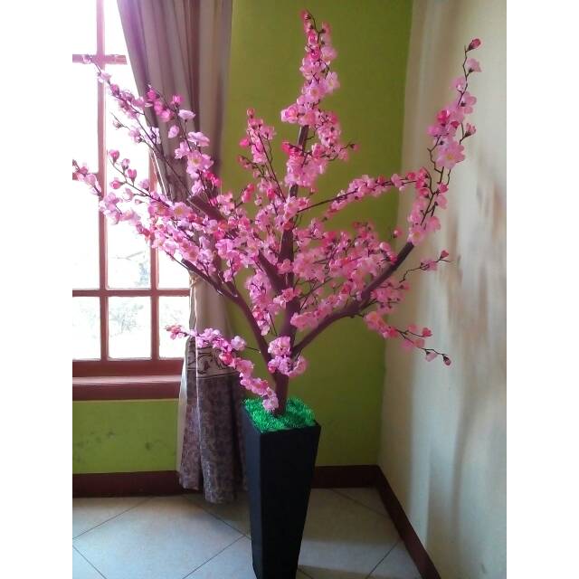 Bonsai sakura