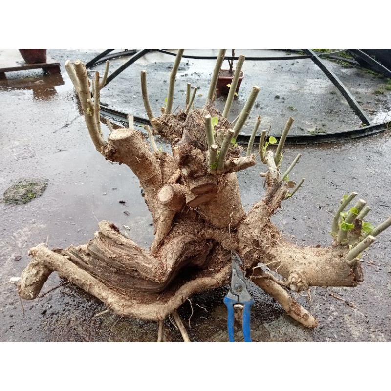 bahan bonsai waru lokal prospek berkarakter