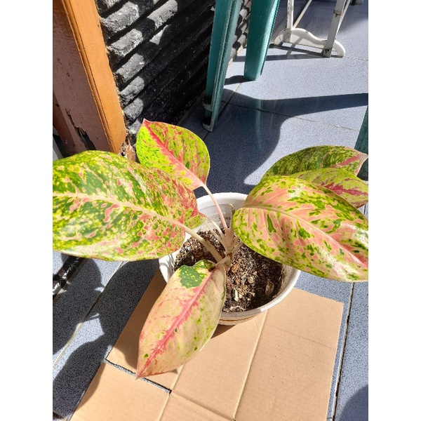 Tanaman Hias Aglonema Bigroy Merah