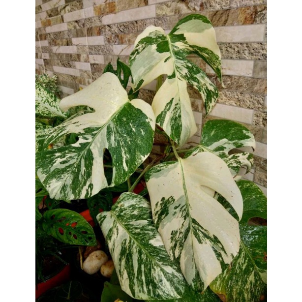 MONSTERA ALBO BORSIGIANA VARIEGATA