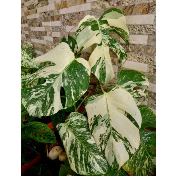 MONSTERA ALBO BORSIGIANA VARIEGATA