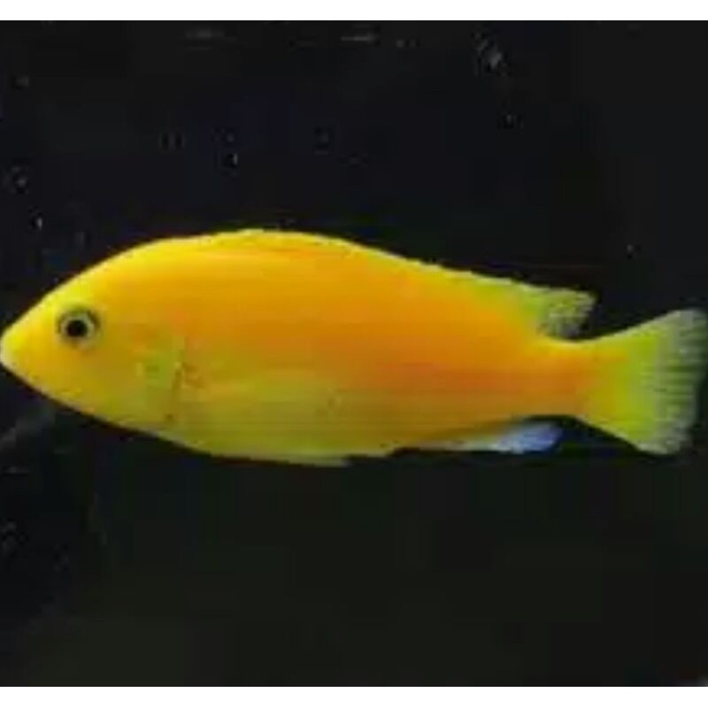 Ikan Chilid Lemon