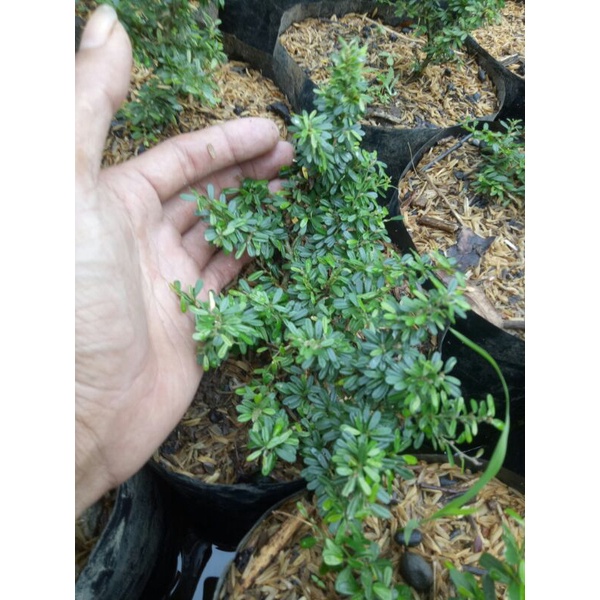 saeng simbur mikro Vietnam