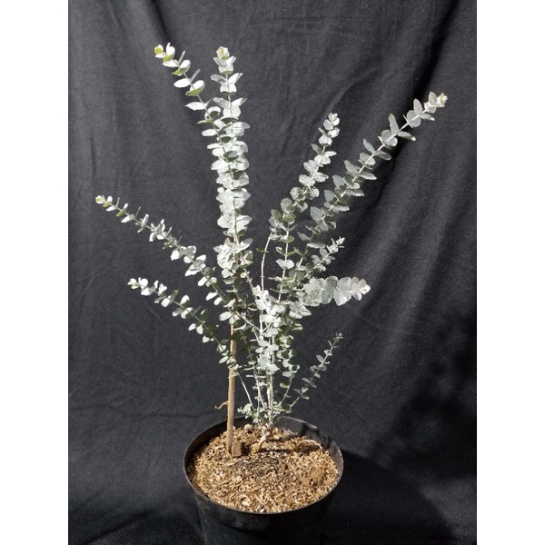 Tanaman Eucalyptus Moon Lagoon Silver Dollar