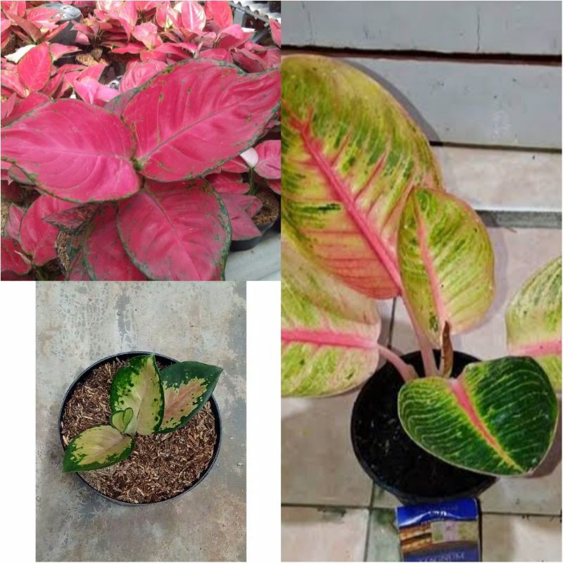 paket bunga aglonema