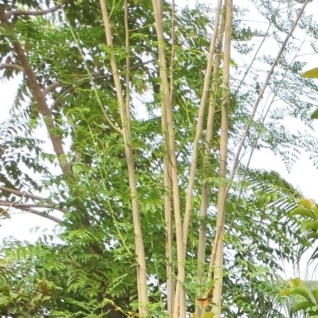 

REVERB DAUN KELOR SEGAR HERBAL ALAMI / SEGAR HERBAL ALAMI AMPUH
