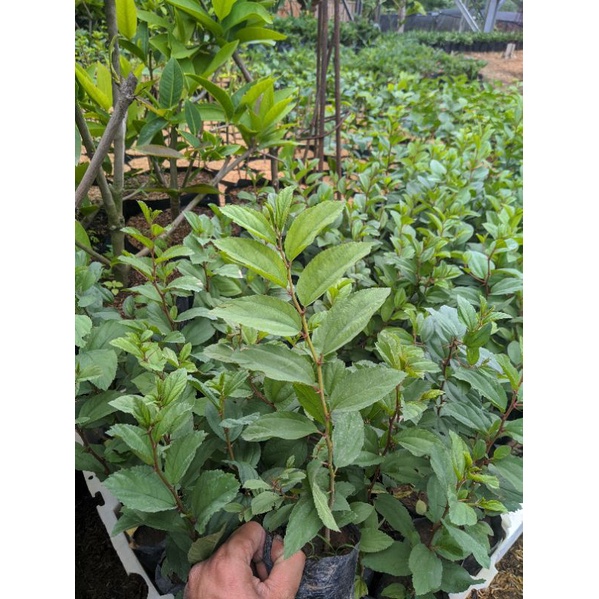 Daun bidara tanaman herbal