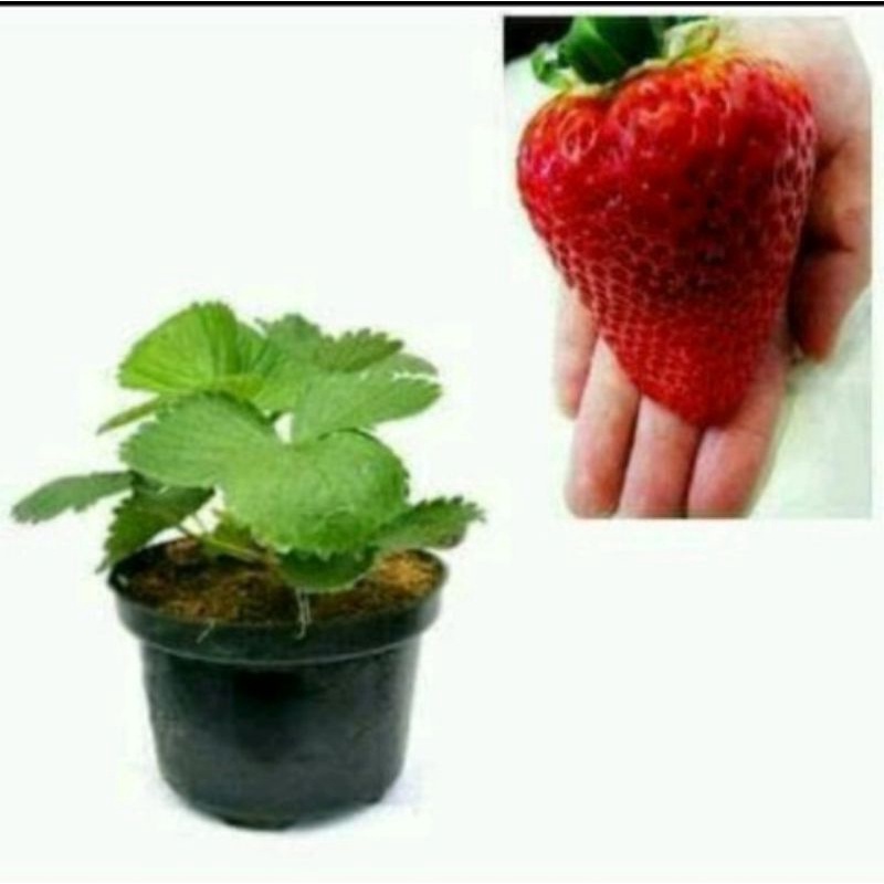 bibit tanaman buah stroberi Holland jumbo