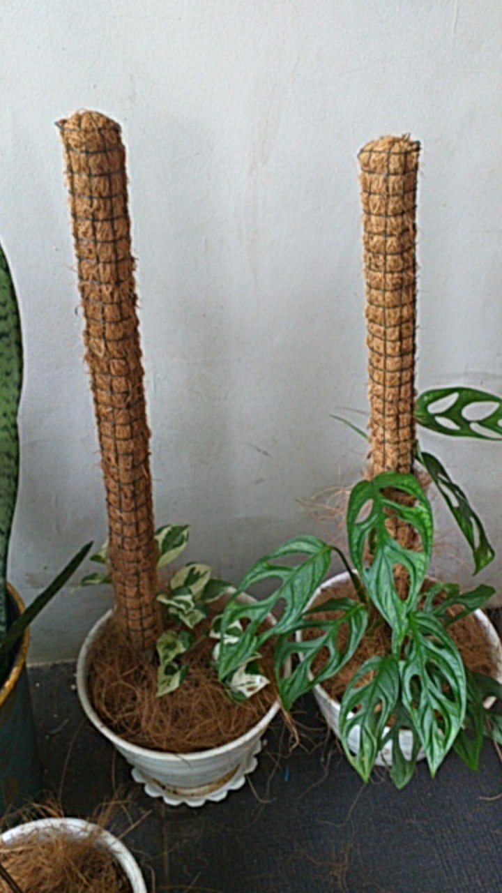 Turus Tiang Penyangga Tanaman 50 Cm