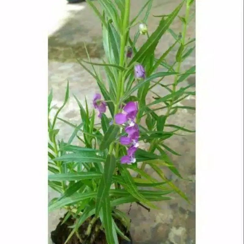 tanaman lavender pengusir nyamuk