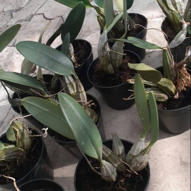 Dendrobium Agregatum