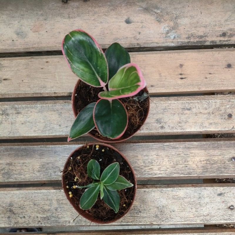 aglonema baby lotus dan baby khanza