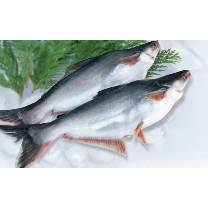 

IKAN PATIN SEGAR PEREKOR