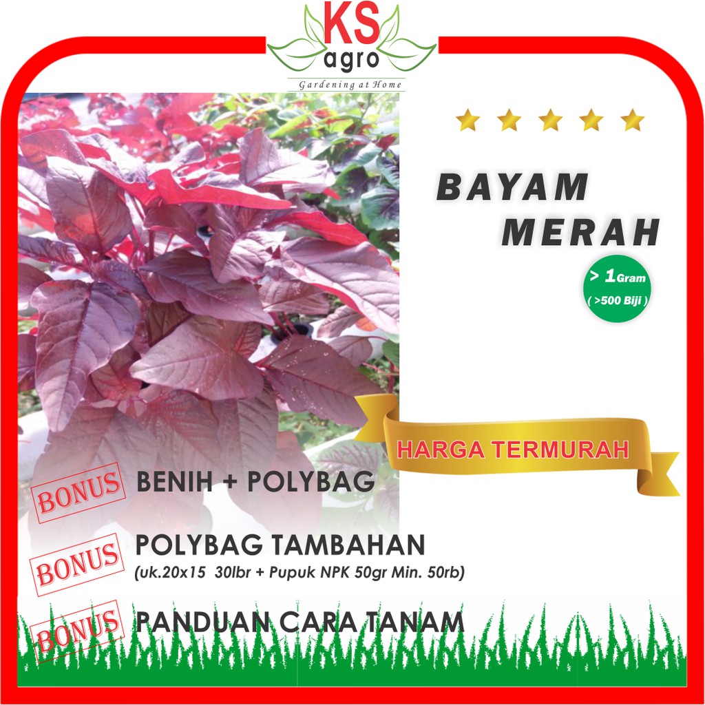 Benih Bayam Merah Bibit Sayuran Unggul Super