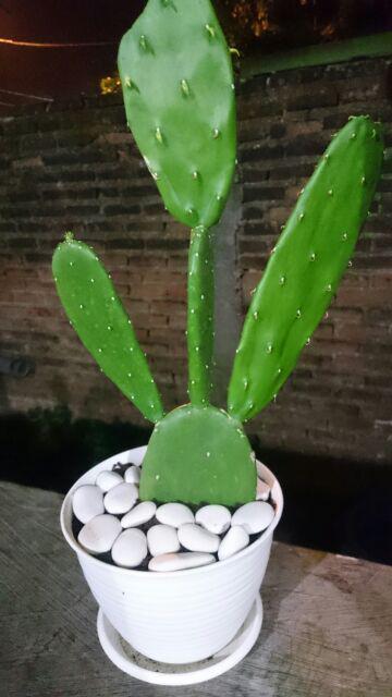 Batu Koral Putih batu hias tanaman 1kg Shopee Indonesia Batu Koral Putih batu hias tanaman 1kg Shopee Indonesia