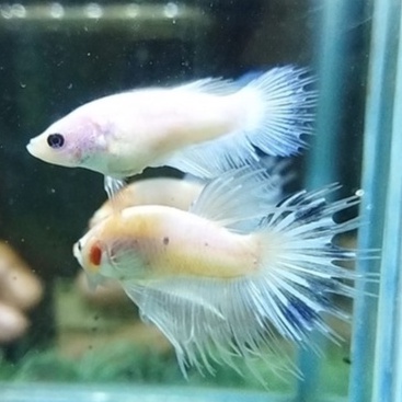 SEPASANG IKAN CUPANG CROWNTAIL/CT/SERIT LINE FANCY MASCOT PROSES MUTASI 100% REALPICT (KODE AB23)