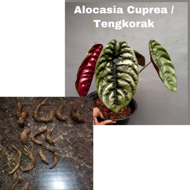 Bibit bonggol Alocasia Cuprea / bibit tanaman hias keladi tengkorak