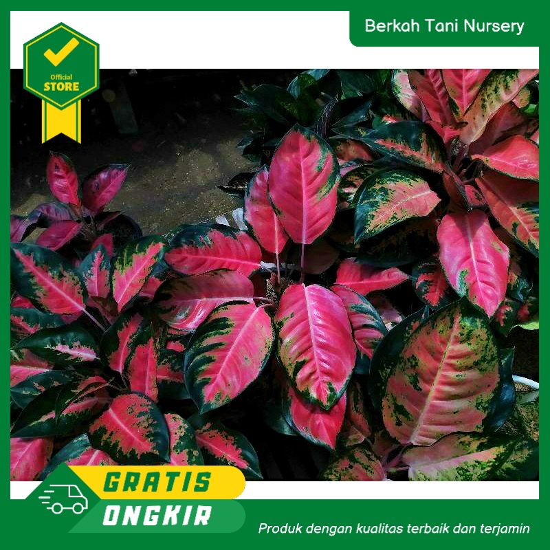 Murah jual Tanaman hias aglonema kochin hibrid