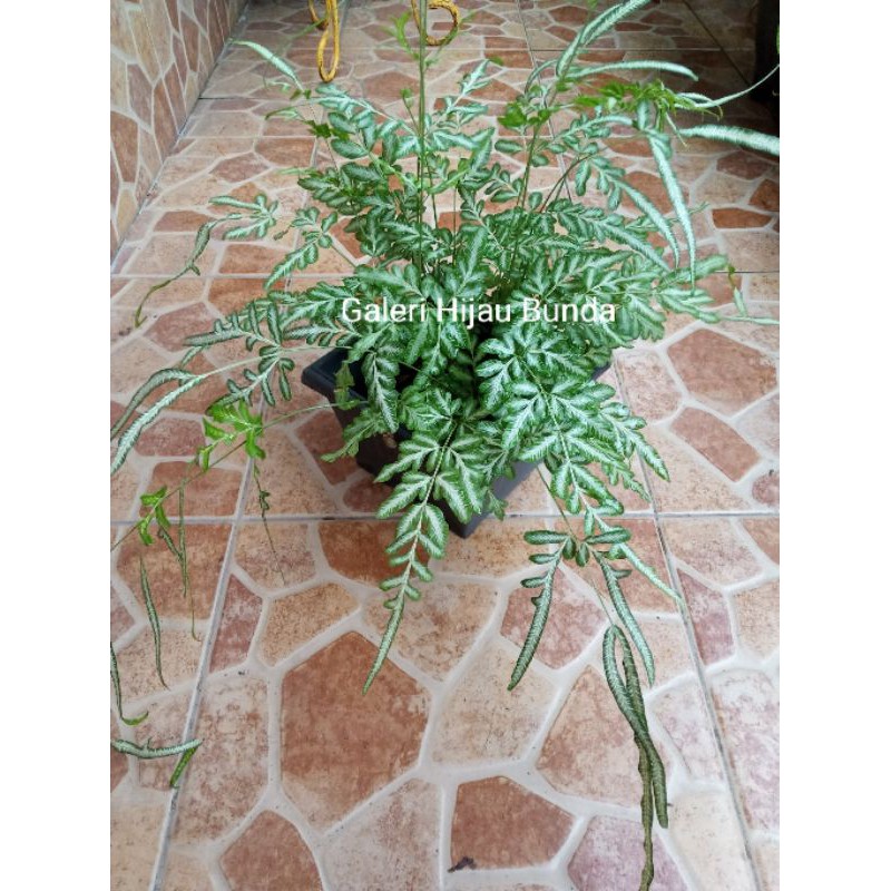 Suplir Suplir tanaman