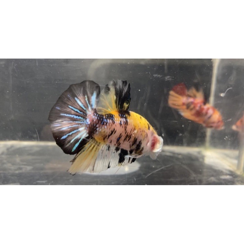 Cupang Baby Giant Yellow Koi