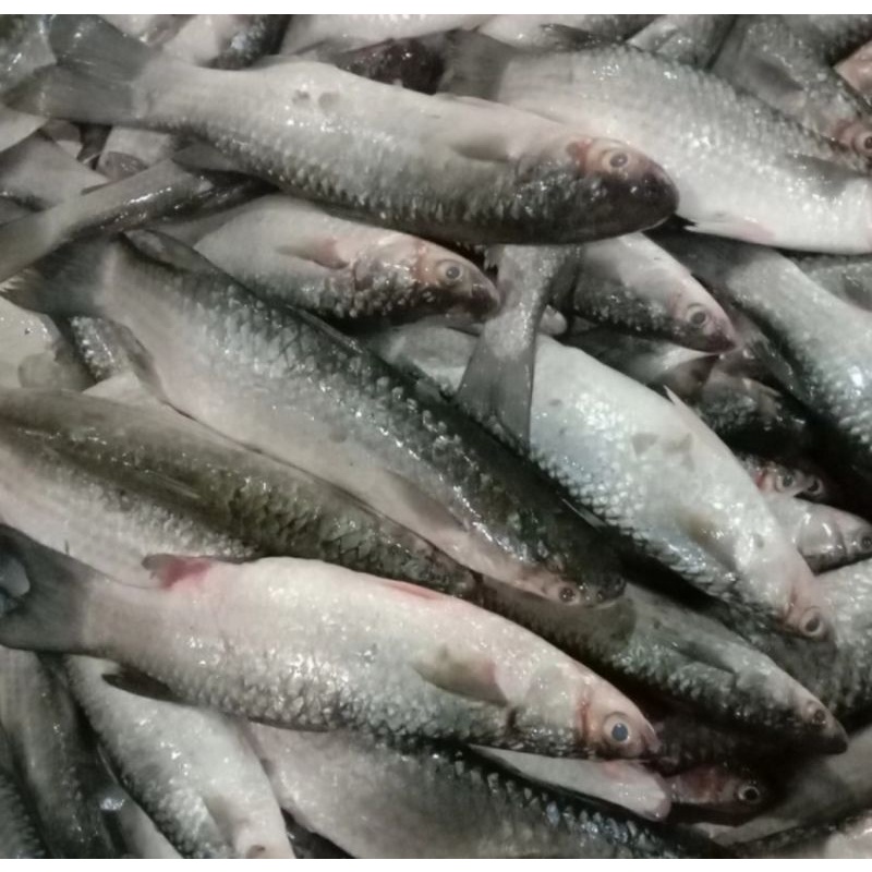 

Ikan Belanak Fresh 1kg