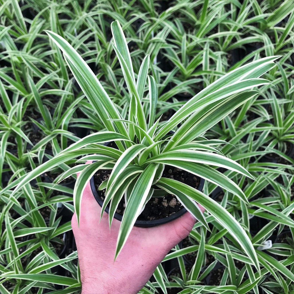 Tanaman Bunga Bulu Ayam Bunga Spider Plant Lily Paris Cantik Murah Sehat Terawat