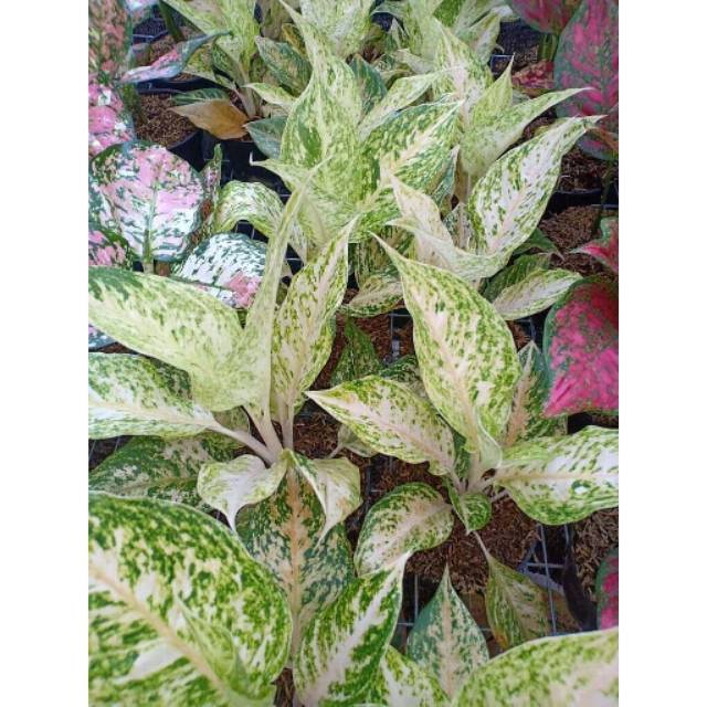 TANAMAN HIAS AGLONEMA SIAM MUTIARA