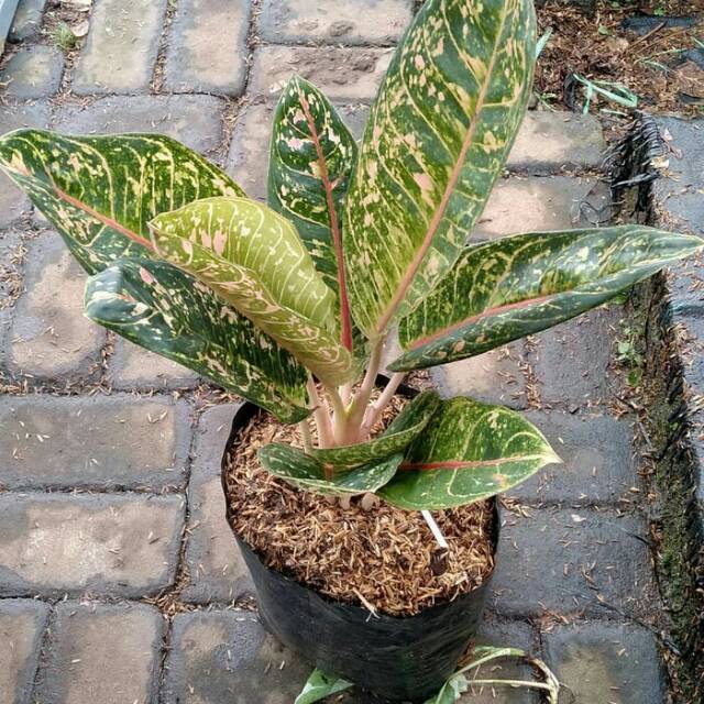 Tanaman hias aglonema donacarmen Pohon aglaonema  