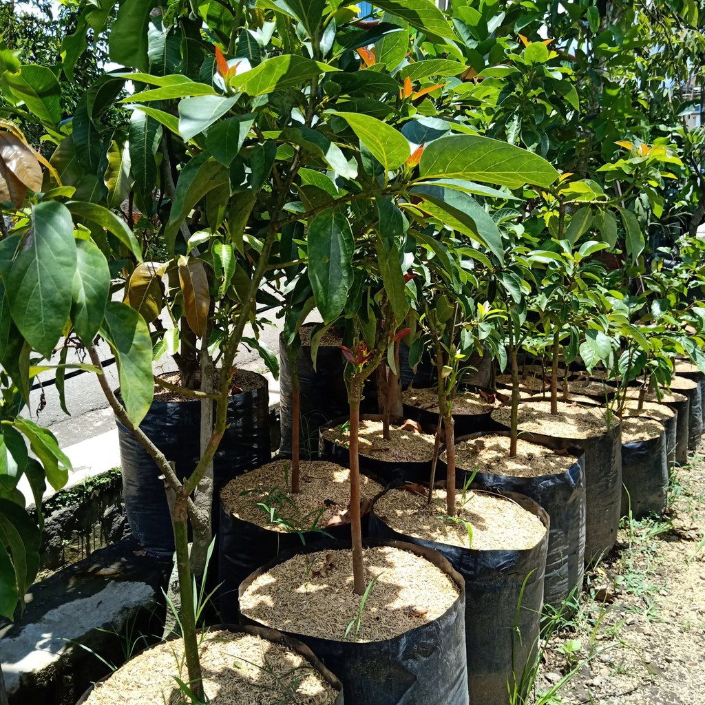 Bibit Alpukat Aligator Jumbo