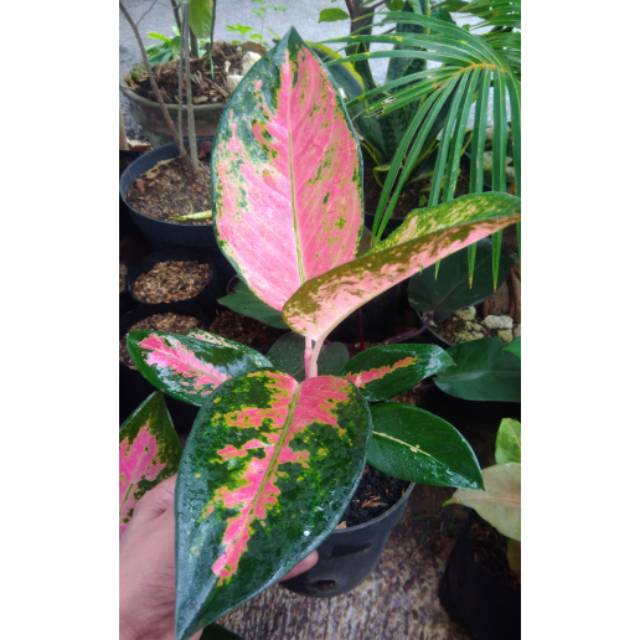 Aglonema kochin paramruay