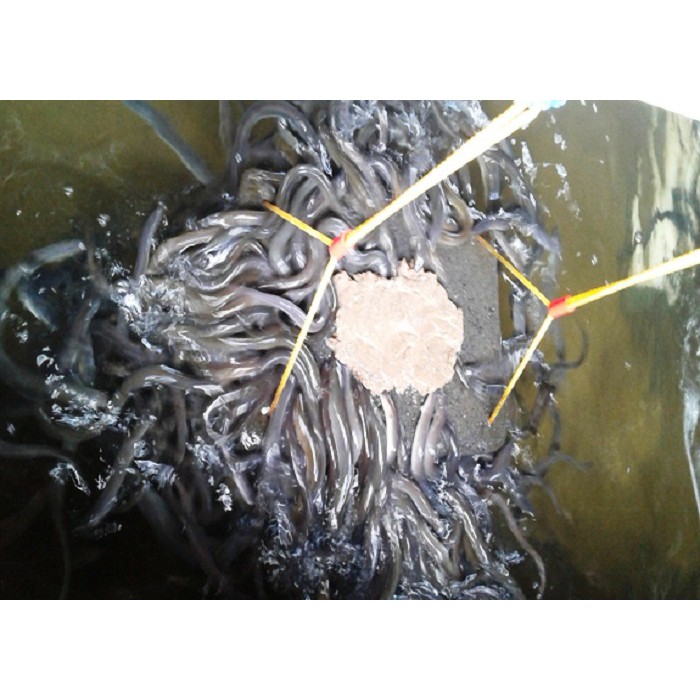 

Sidat Available Eel 1Kg - Anguilla Bicolor Terlaris