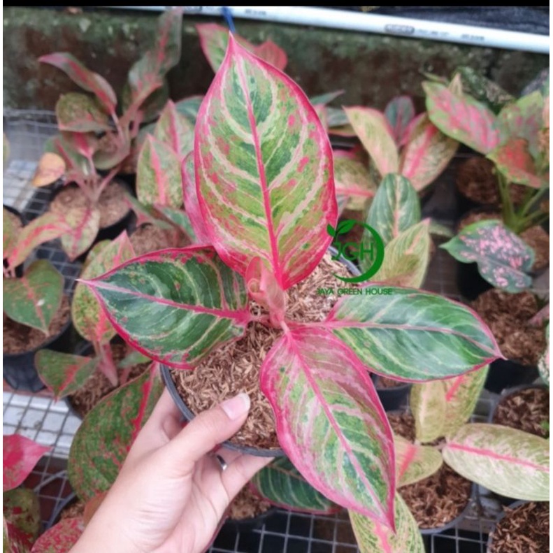 Aglonema Red Emerald Dragon (Khusus DEAL VIA LIVE)