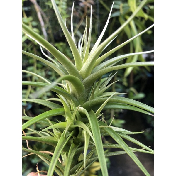 Tillandsia Bergeri beranak