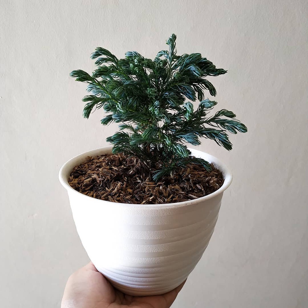 TANAMAN CEMARA PERAK/ CEMARA BIRU/ BIBIT CEMARA PERAK