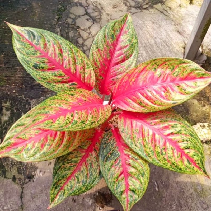 Aglonema red legact mutasi (Tanaman hias aglaonema red legacy) - tanaman hias hidup - bunga hidup - 