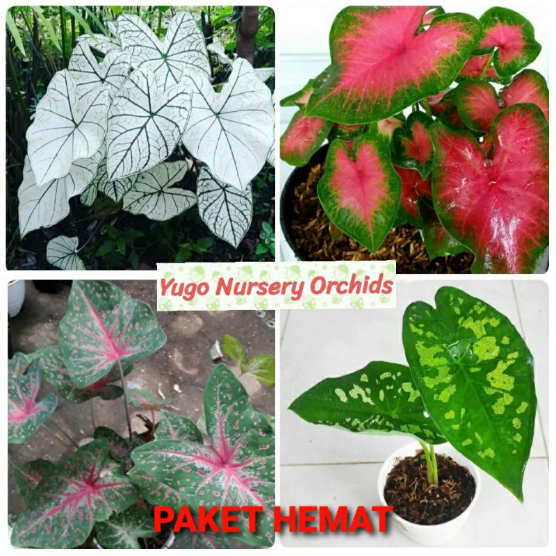 PAKET HEMAT  4 JENIS KELADI TISU KELADI BERCAK DARAH KELADI ARMY KELADI PINK LOVE