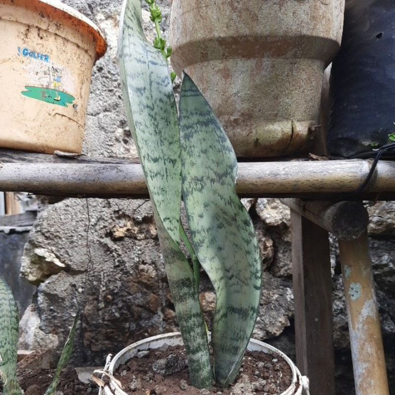 sensivera lidah mertua