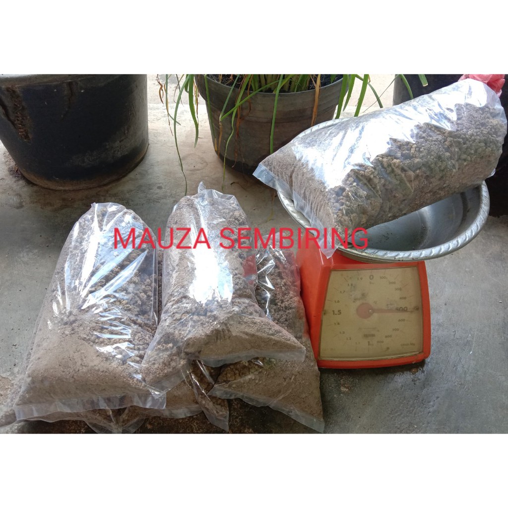 KOTORAN BURUNG PUYUH