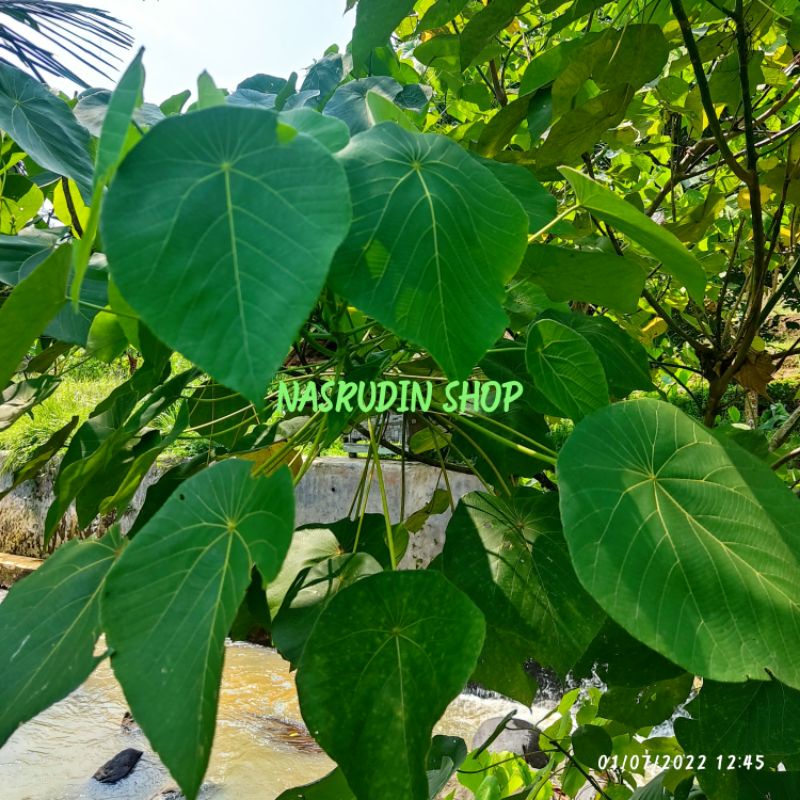 

DAUN KERAHAN SEGAR 50 LEMBAR LANGSUNG PETIK | MACARANGA TANARIUS | DAUN MARA DAUN TUTUP ANCUR