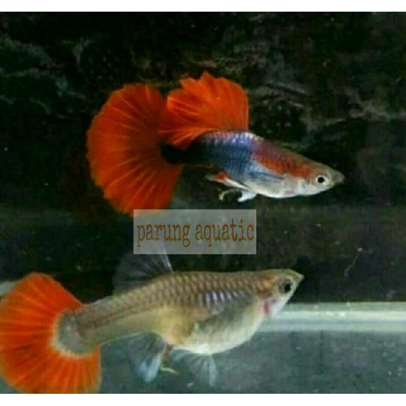 ikan guppy Brazilian pasangan