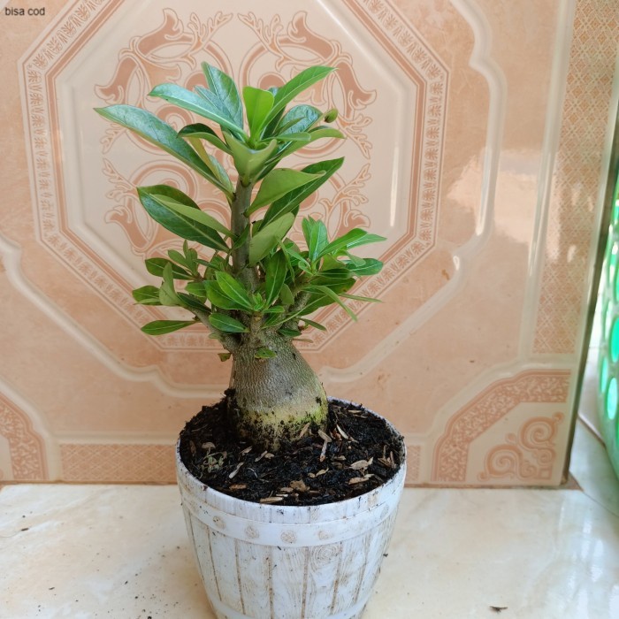 bonsai adenium bunga tumpuk-bonsai Kamboja Jepang