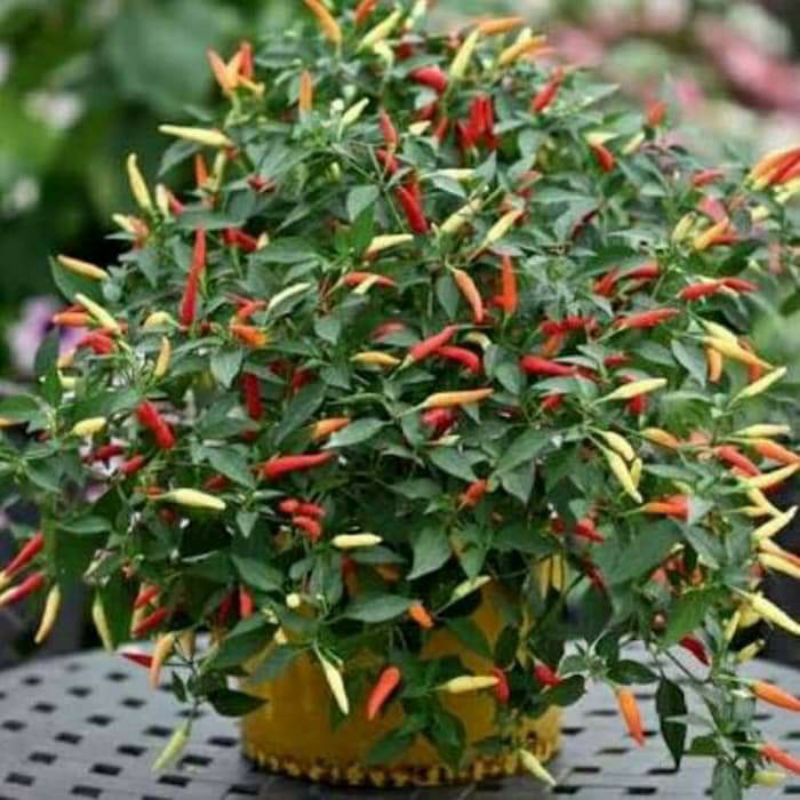 benih biji cabe cabai hias unik SPARKLER bisa dikonsumsi