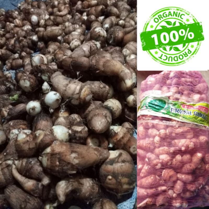 Bibit Umbi talas jepang satoimo organik 1 kg